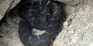 Arizona black rattlesnake