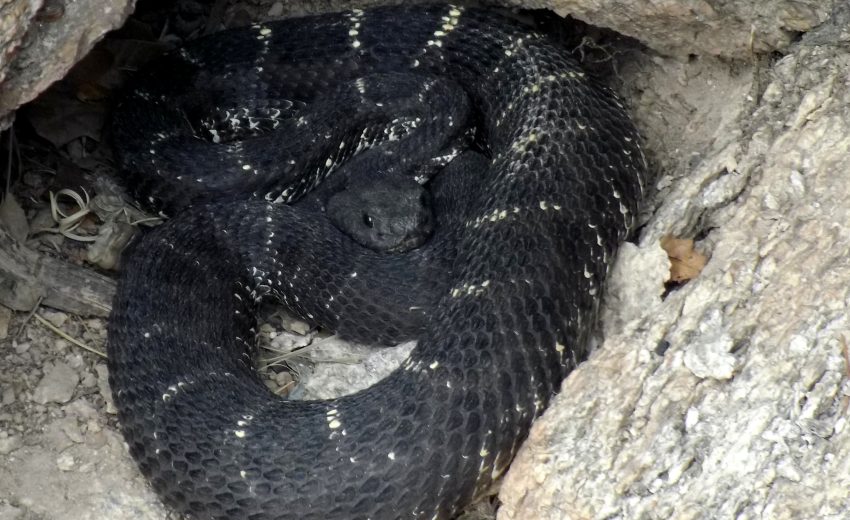 Arizona black rattlesnake