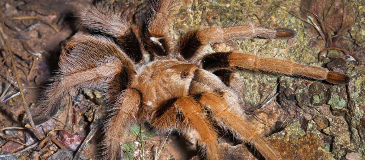 Arizona blonde tarantula