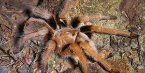 Arizona blonde tarantula