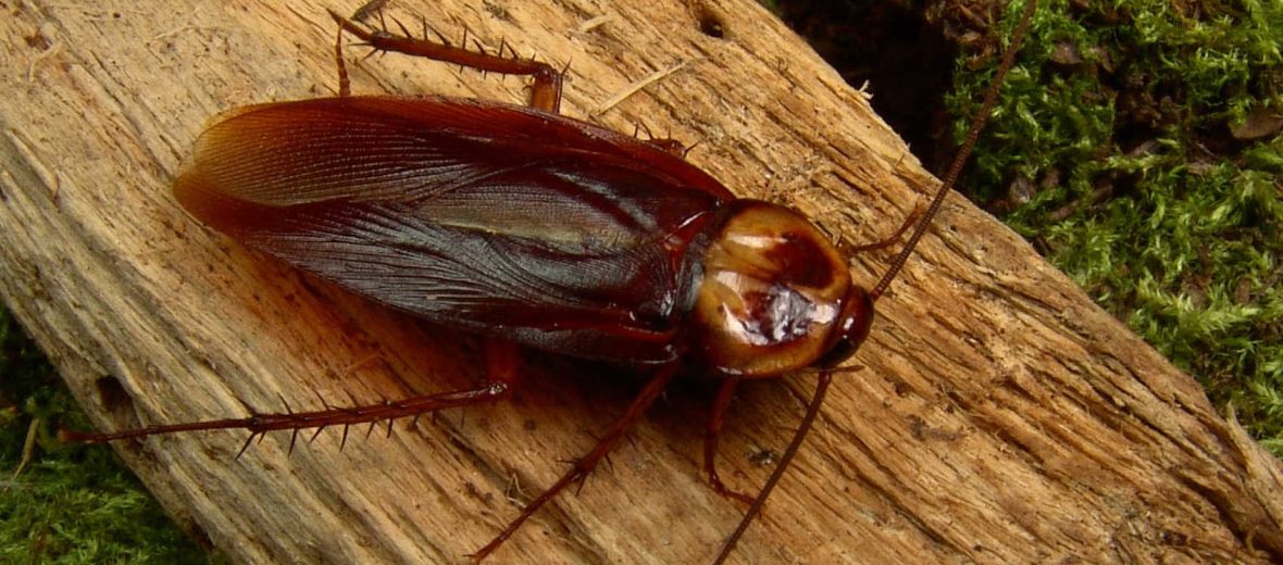 American cockroach