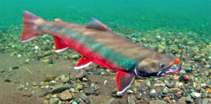 Arctic char