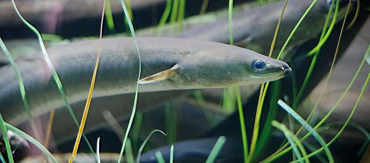 American eel