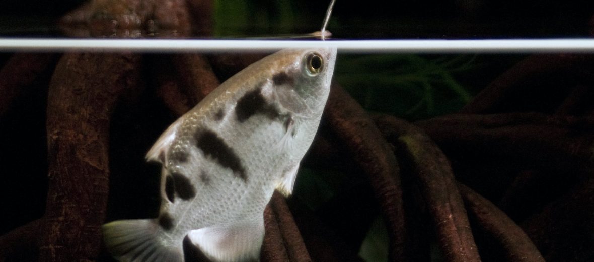 archerfish