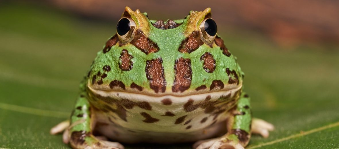 Argentine horned frog