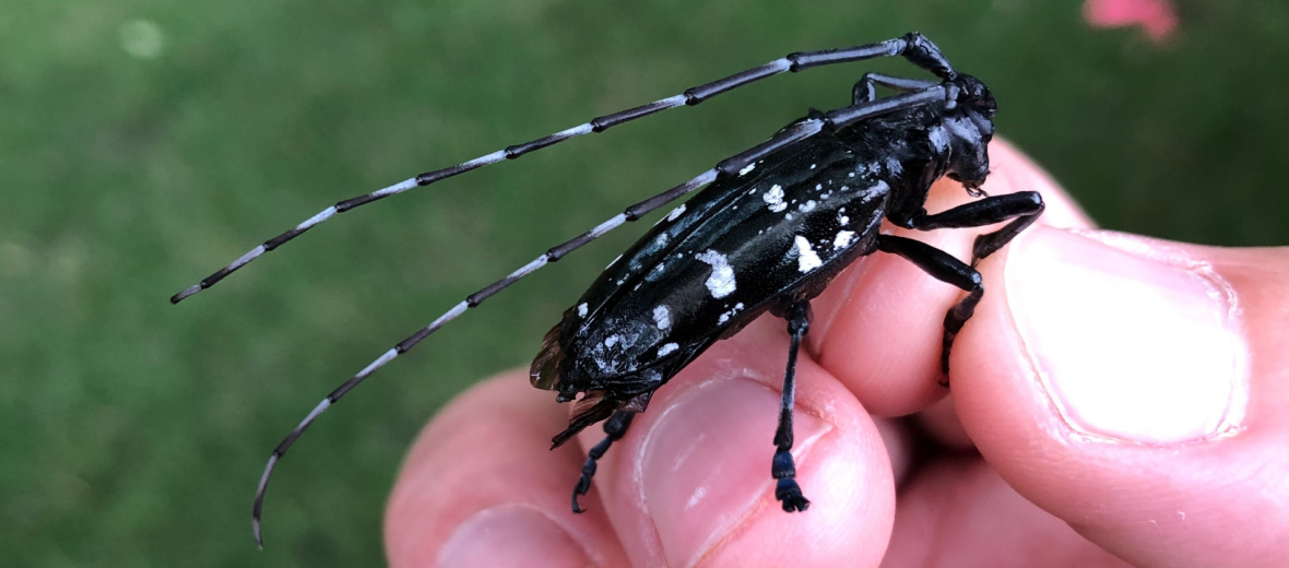 Asian long-horned beetle