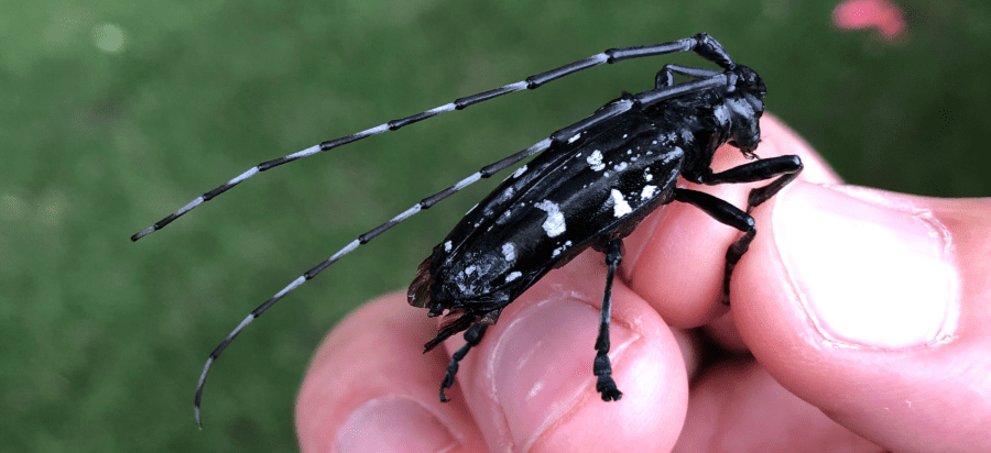 Insect Facts Archives | Page 2 of 9 | Critter Science
