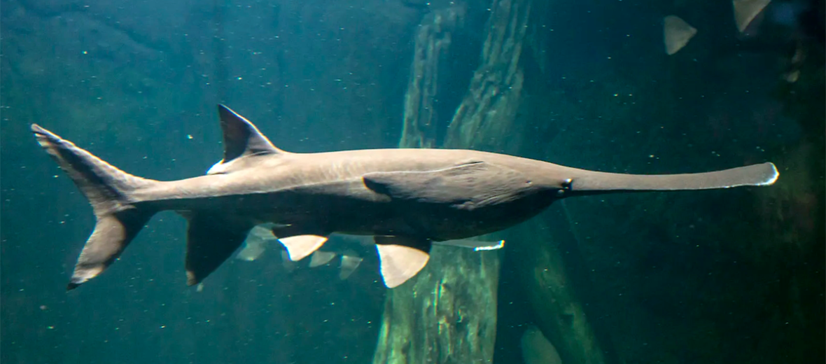 American paddlefish