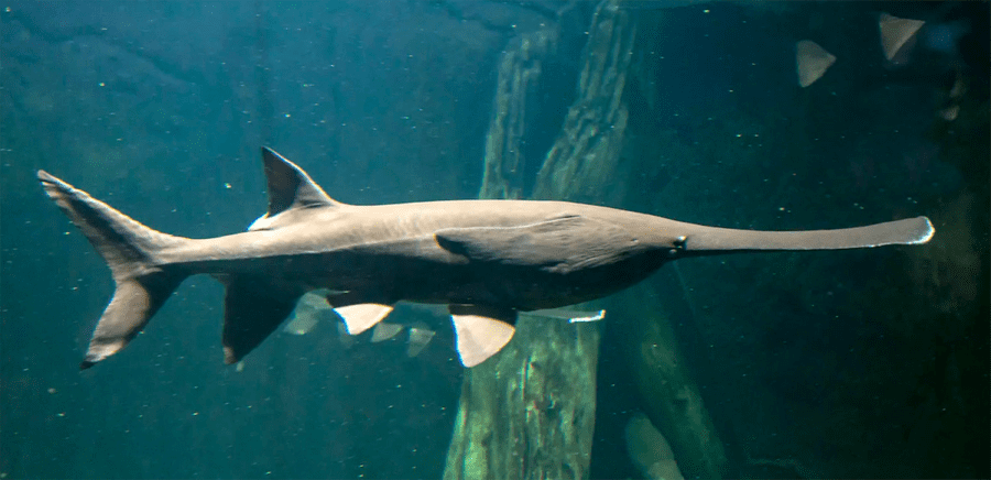 The American Paddlefish | Critter Science