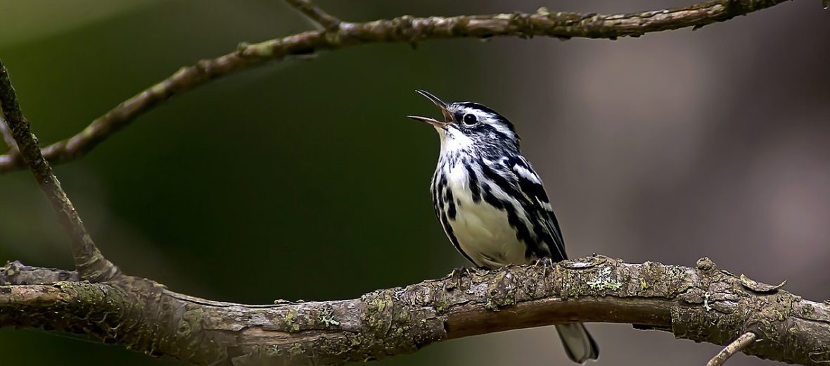 black and white warbler