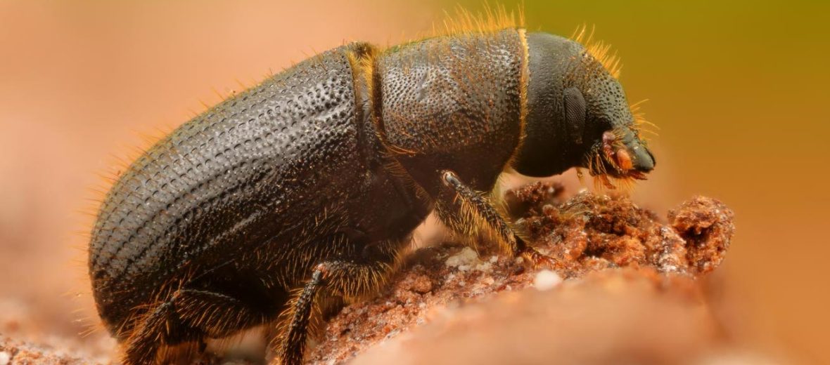 bark beetle