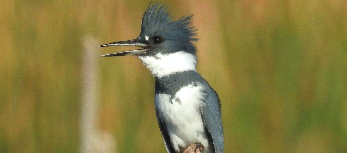 Five Fun Facts About… The Belted Kingfisher, Estes Valley Spotlight