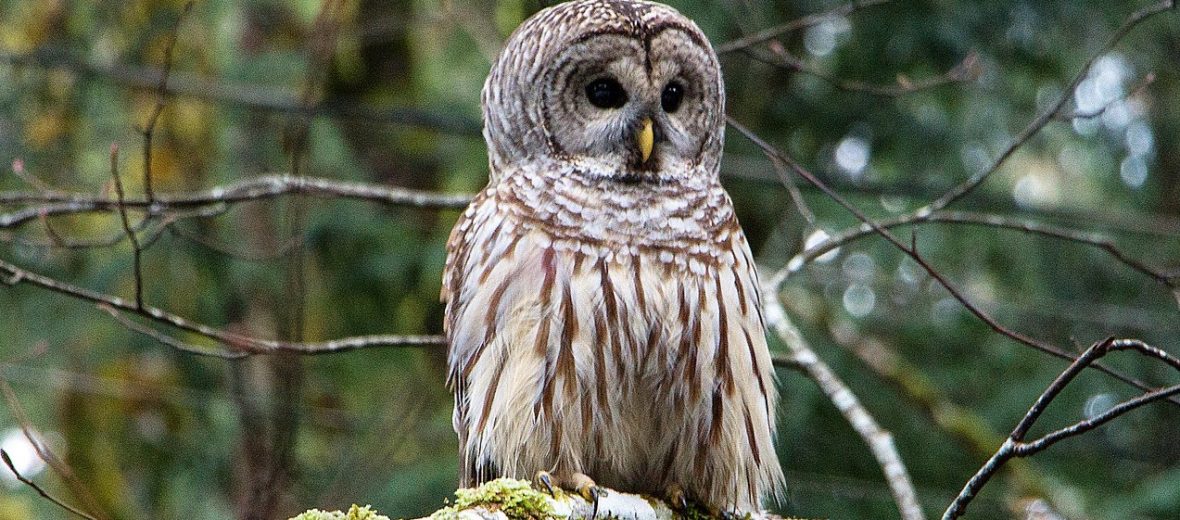 barred owl