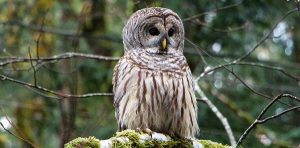 barred owl