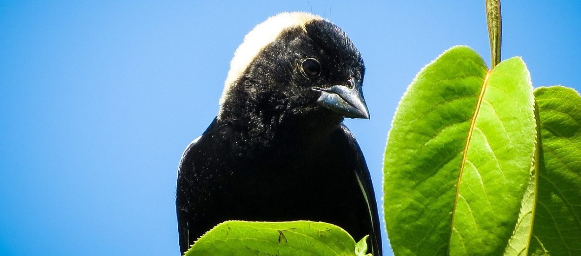 bobolink