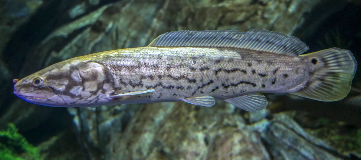 Cool Pictures Of Bowfin