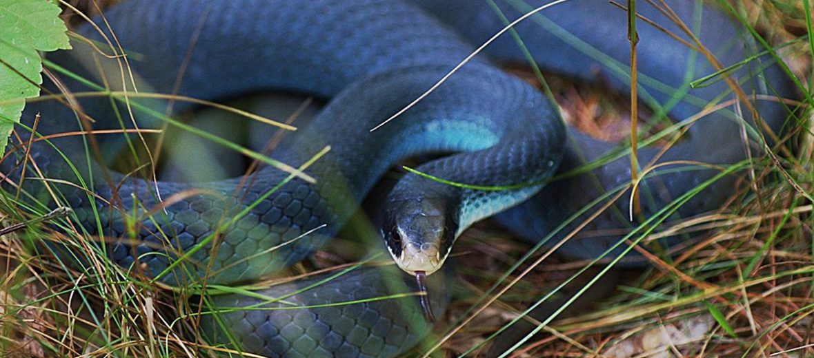 Blue racer snake guide: how to identify, are they venomous, and