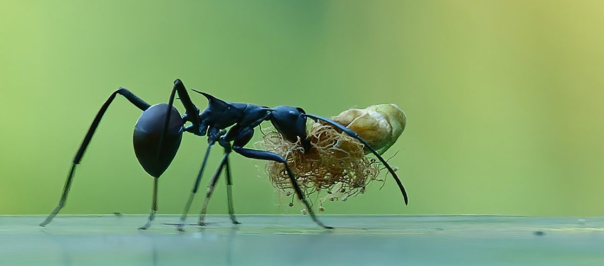 carpenter ant