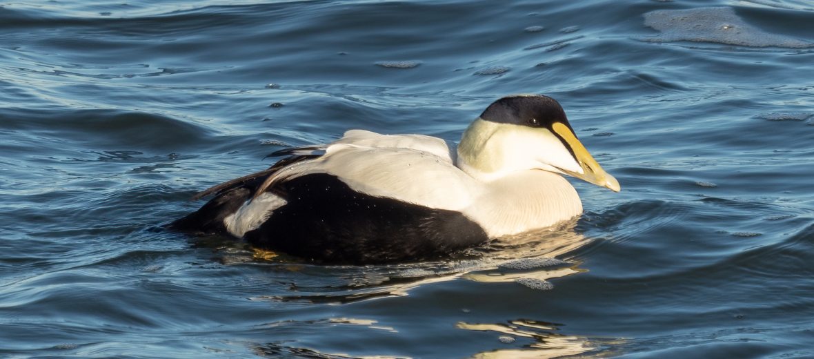 common eider