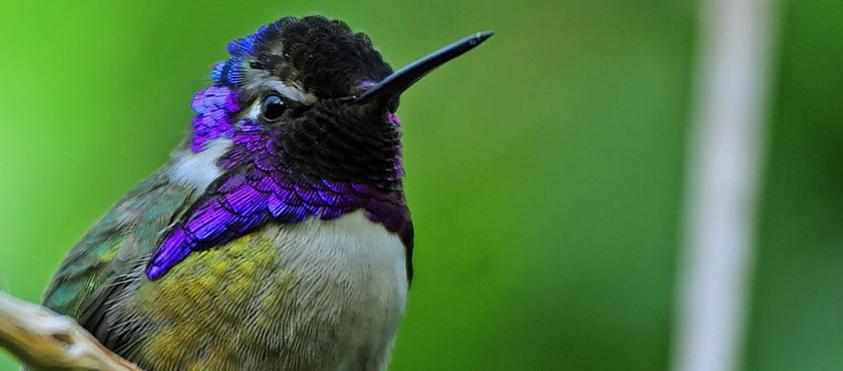 Costa's hummingbird