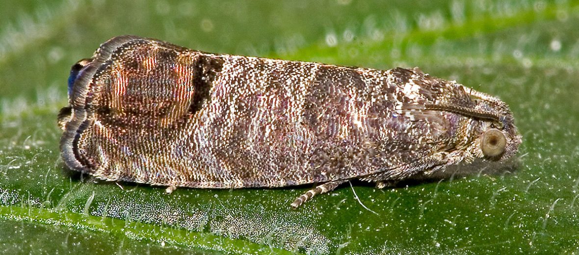 codling moth