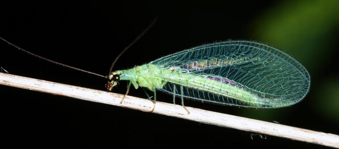 Common green lacewing - Insect Week