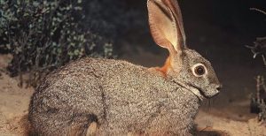 riverine rabbit