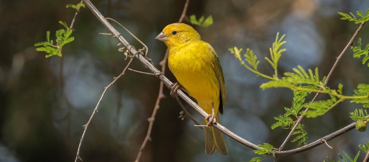 saffron finch