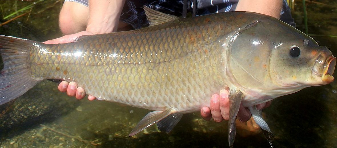 bigmouth buffalo fish