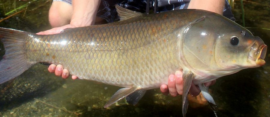 The Bigmouth Buffalo Fish | Critter Science