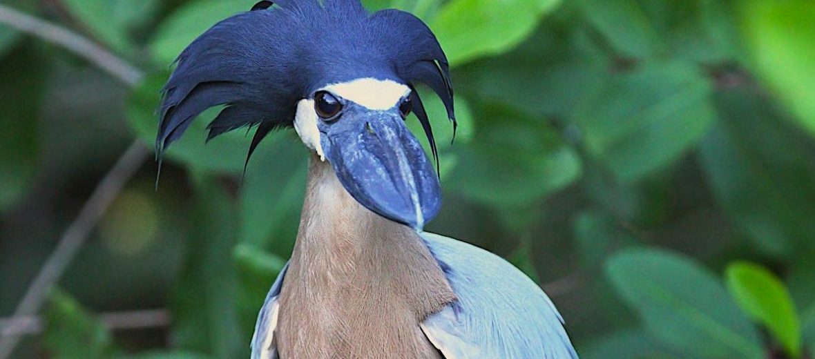 boat-billed heron