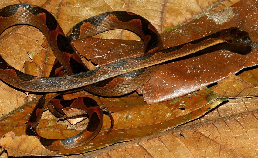 banded cat-eyed snake