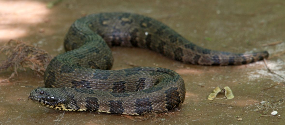 brown water snake