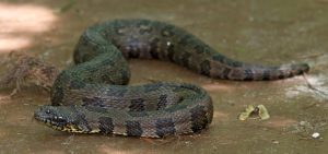 brown water snake