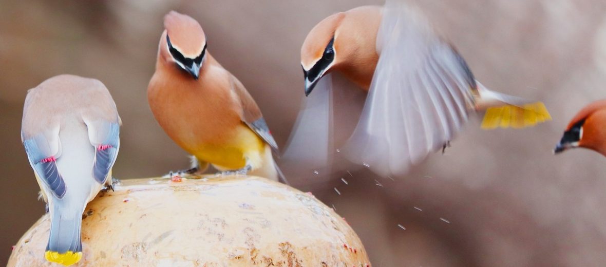 cedar waxwing