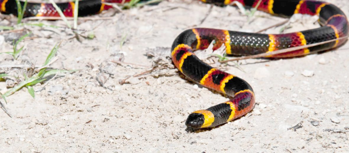 eastern coral snake