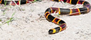 eastern coral snake