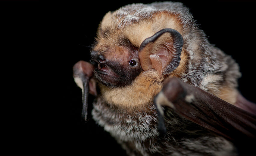 hoary bat