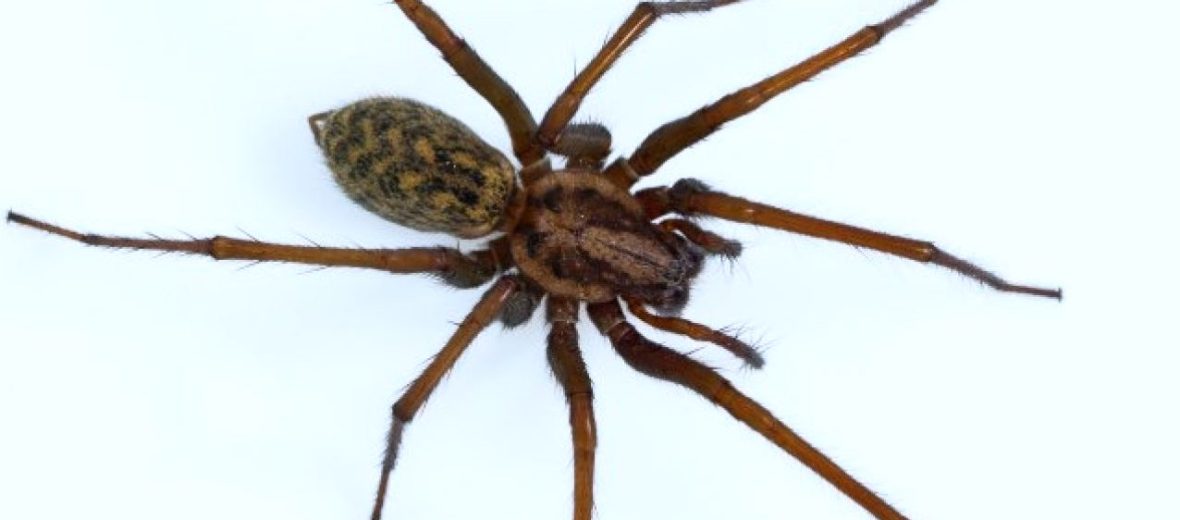 hobo spider