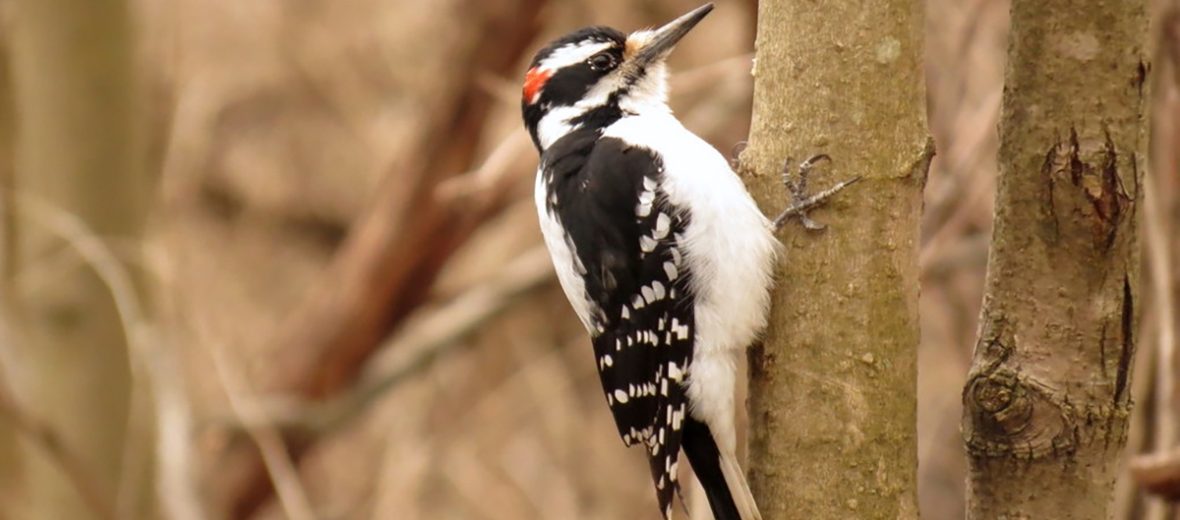 hairy woodpecker