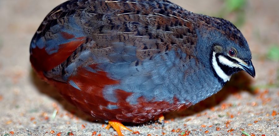 The King Quail | Critter Science