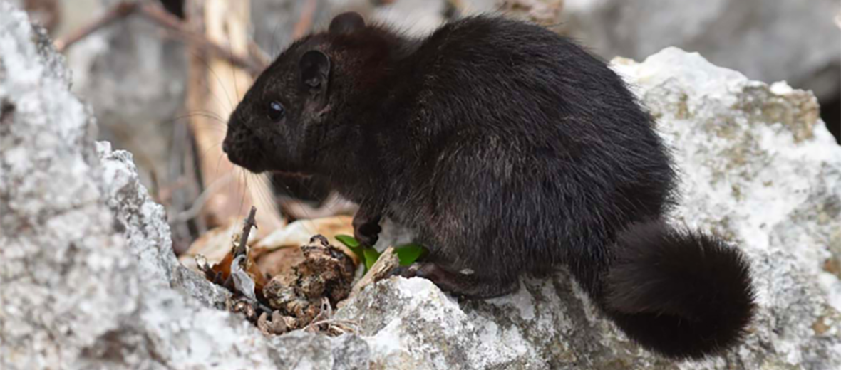 Laotian rock rat