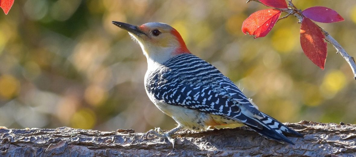 red-bellied woodpecker