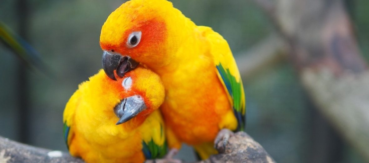 sun parakeet