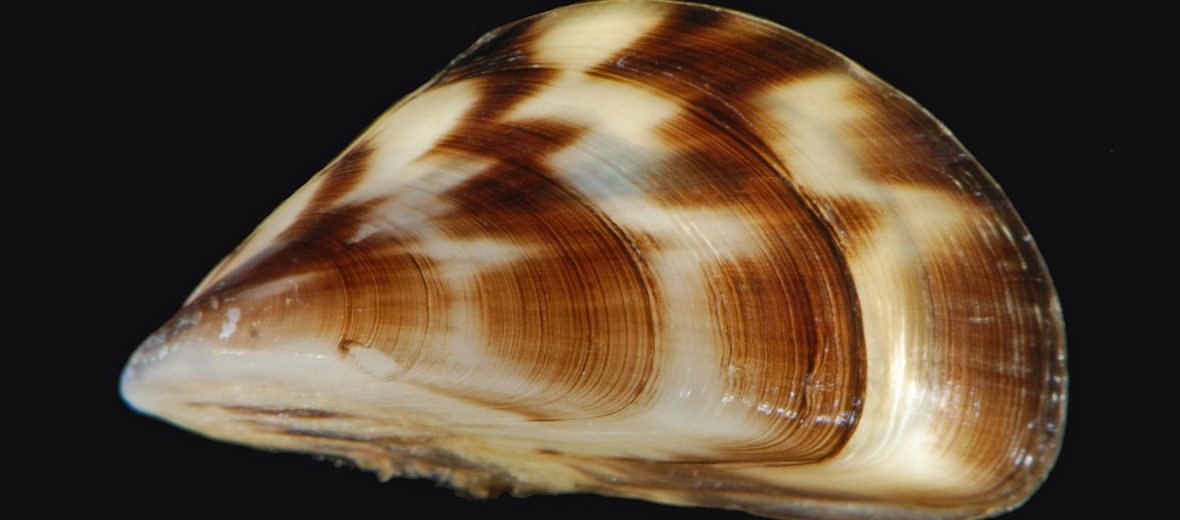 zebra mussel