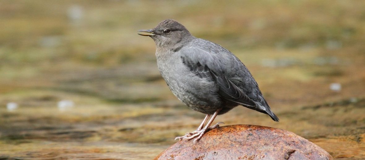 American dipper