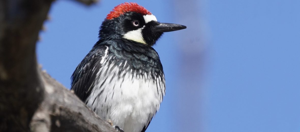 acorn woodpecker