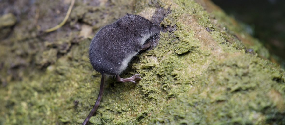 The American Water Shrew | Critter Science