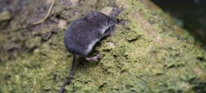 American water shrew