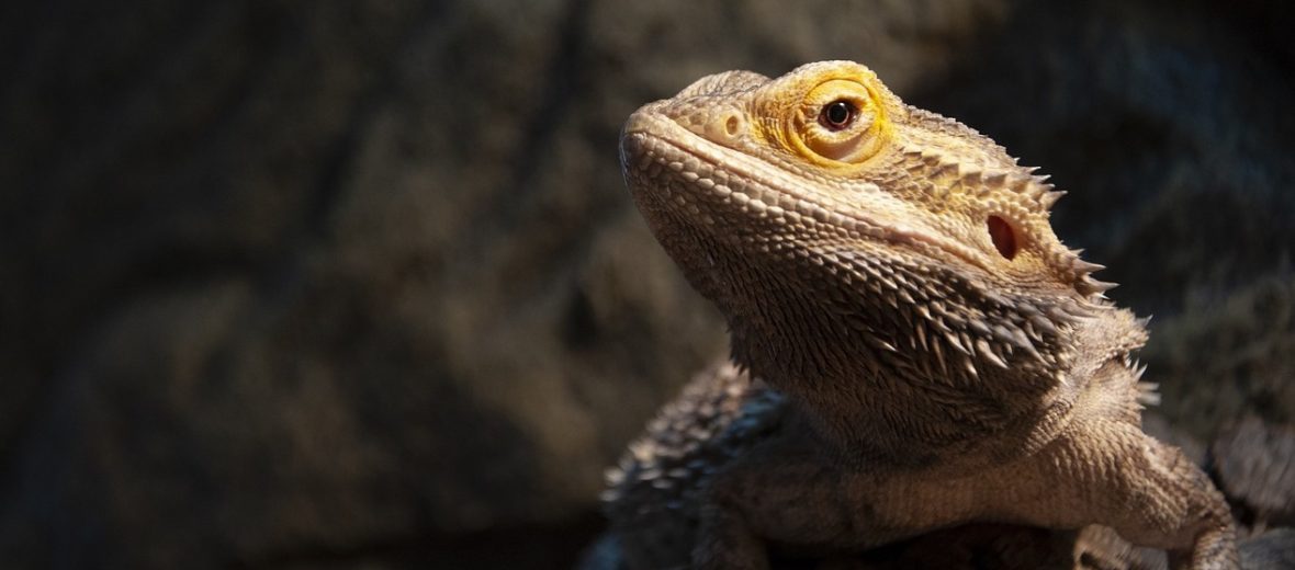 central bearded dragon